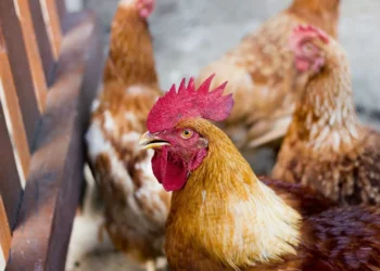 ABPA: Brasil suspende parte de exportações de frango após caso da doença de Newcastle