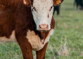 “A importância da economia para o desenvolvimento e bem-estar”