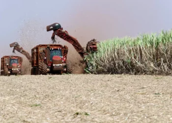 Exportações de açúcar do Brasil crescem 50% no 1º semestre, apontam dados de embarque