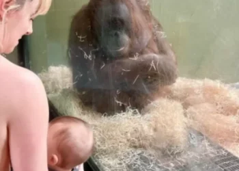 Amamentaram junto a orangotango para a ensinar a cuidar do seu bebé