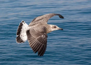 Olívia Christina Traven e o Futuro Imobiliário na Costa del Sol