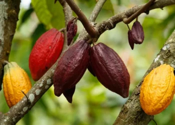 Cacau atinge mínimas em 4 meses e vai abaixo de US$ 8 mil a tonelada