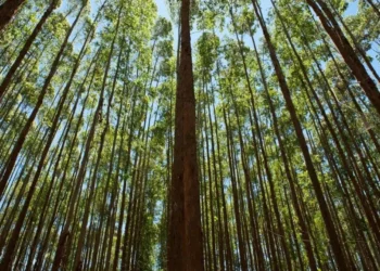 Suzano (SUZB3) fará 4º aumento em preços de celulose a partir de abril