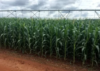 Preços ao produtor no Brasil desaceleram alta em janeiro a menor nível em 1 ano