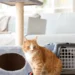 Cinco cuidados que fazem toda a diferença na saúde e felicidade dos gatos