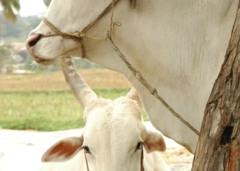Minerva: Conselho aprova proposta de aumento de capital no valor de até R$ 2,0 bi