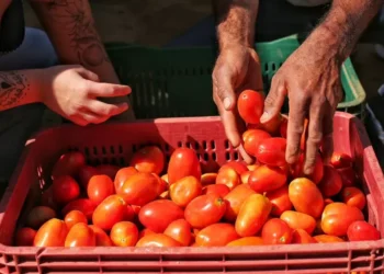 Alimentos continuam a pressionar inflação e tomate é vilão do IPCA-15