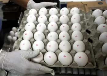 Preço do ovo recua 7,2% no atacado em Porto Alegre após gripe aviária