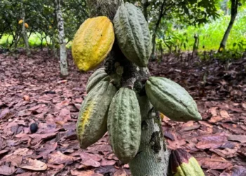 Cacau sobe dois dígitos na semana e marca máxima em três meses