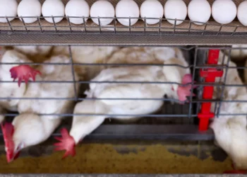 RS declara estado de emergência em saúde animal para gripe aviária e inicia vistorias