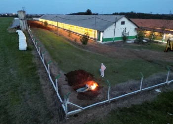 Coreia do Sul fará inspeção em frigoríficos brasileiros para investigar gripe aviária