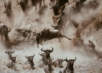 Dahlia: Estrangeiro começou a chegar na Bolsa, mas “manada ainda está por vir”