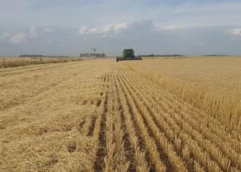 O que se sabe sobre o Plano Safra 25/26: mudança nas LCAs, juros maiores e mais