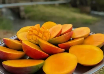 The AgriBiz: Café, carne, suco, frutas e peixe; veja como o tarifaço afeta o agro