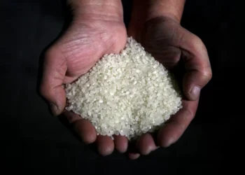 Conab anuncia R$ 300 milhões para apoiar produtores de arroz no Brasil