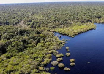 Amazônia: bioinsumos atraem empresas à região, mas violência e clima limitam expansão