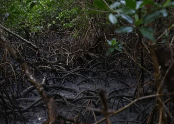 Pacto global para proteger manguezais tem adesão de 46 governos