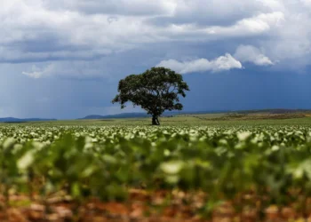 Plantio de soja 2025/2026 do Brasil atinge 47% da área, calcula AgRural