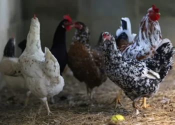 Decisão da China de retomar compra de frango tem efeito imediato, dizem ministérios