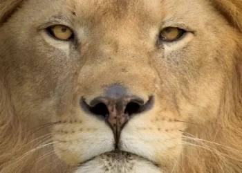 Prazo para empresas garantirem isenção de dividendos termina neste sábado